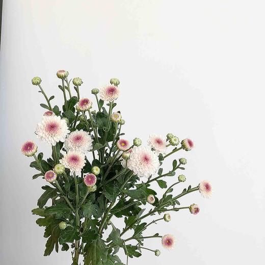 雏菊🌼 商品图8