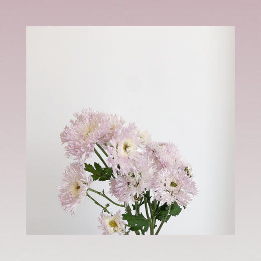 雏菊🌼 商品图7