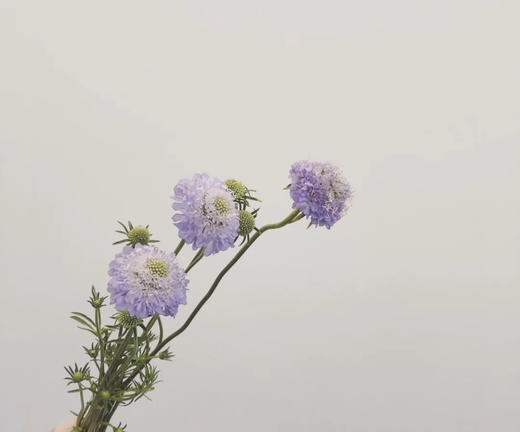 松虫草 商品图1