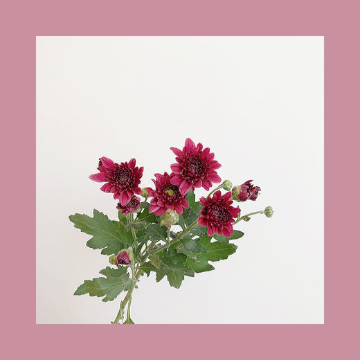 雏菊🌼 商品图0