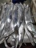 (买3斤送1斤）不锈钢钓带，新鲜可见，当天捕捞当天发货，顺丰空运 商品缩略图2
