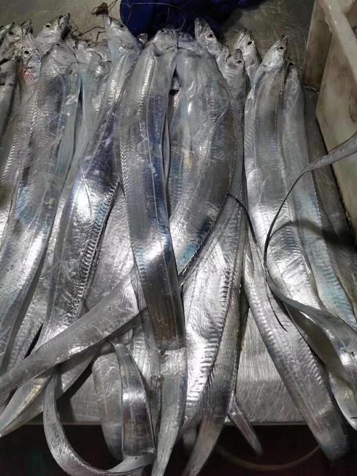 (买3斤送1斤）不锈钢钓带，新鲜可见，当天捕捞当天发货，顺丰空运 商品图2