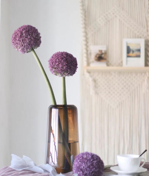 荷兰葱花 商品图4