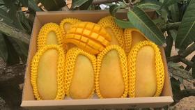 即食海南金煌芒    甜度高，肉质紧 顺丰包邮