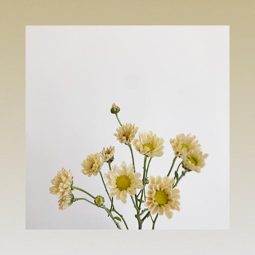 雏菊🌼 商品图6