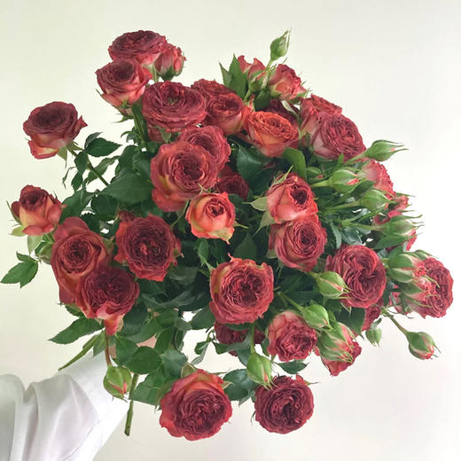 云南鲜花 基地直发 水养多头玫瑰 巧克力泡泡【10枝】