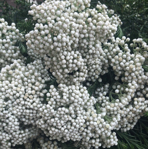 米花粉 商品图2