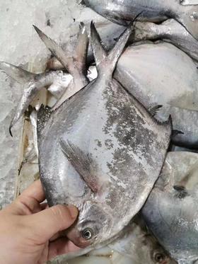 鲳鱼又名平鱼，刺少肉多，特别适合儿童孕妇吃，浙江发货，江浙沪满150元包邮，2斤包邮