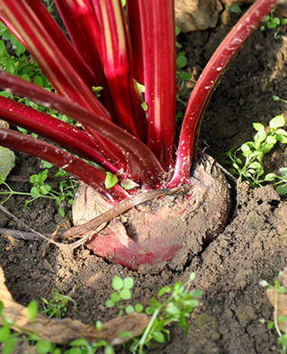 包邮【基地直发】 有机蔬菜 现摘现发甜菜根4斤/6斤/10斤装欧盟认证 商品图8