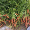 【基地直发】 有机蔬菜 胡萝卜4斤/6斤/10斤装欧盟认证 包邮 商品缩略图4