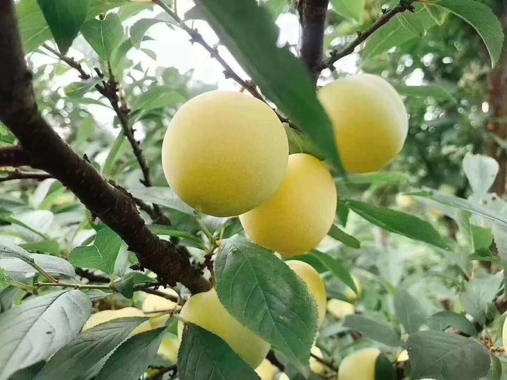 苏州西山水晶李子貌美醇香自然树上熟精细种植量少优质