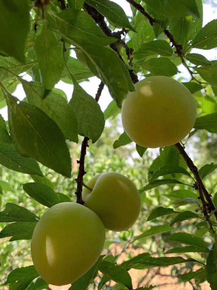 苏州西山水晶李子貌美醇香自然树上熟精细种植量少优质