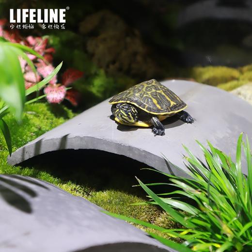 命脉乌龟爬虫加湿躲避屋黄缘龟爬台造景 商品图3