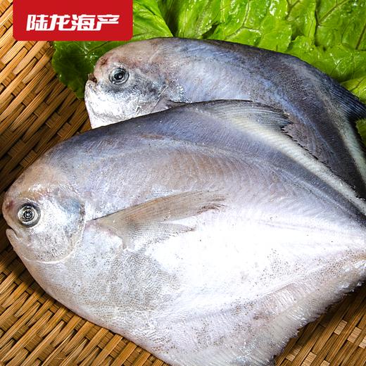1986陆龙兄弟750g东海冷冻鲳鱼 商品图1