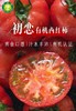 新疆西红柿，小时候的味道，5斤家庭装，顺丰空运包邮 商品缩略图2