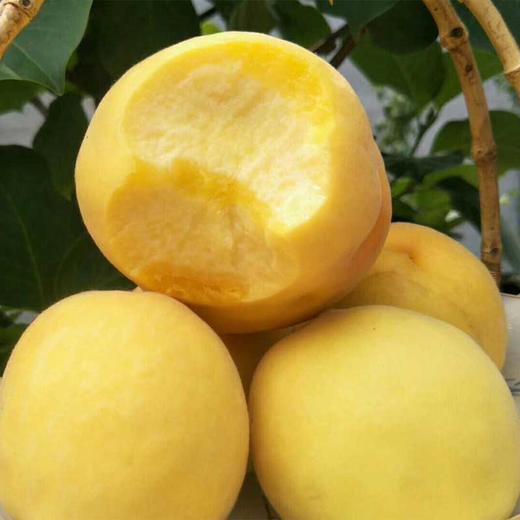 【倒计时6小时】山东沂蒙山锦春黄桃 高山露天黄桃 现摘 鲜嫩脆甜