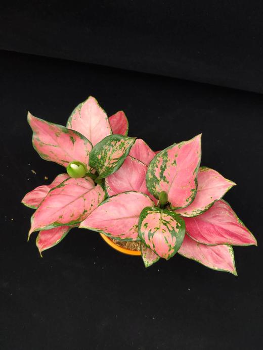 英茂粗勒草吉利红全国包邮