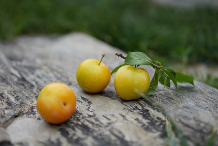 苏州西山水晶李子貌美醇香自然树上熟精细种植量少优质