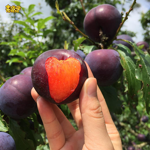 土哆哆美国引进品种黑布仑45斤装水润鲜甜果香味浓郁签约果园