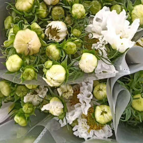 格桑花·白色