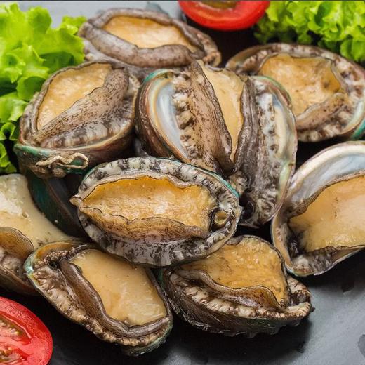 大连鲜活十头鲍鱼