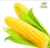云南版纳水果玉米 商品缩略图0