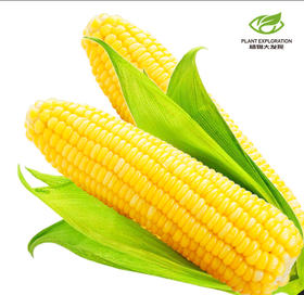 云南版纳水果玉米