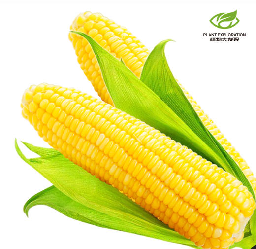 云南版纳水果玉米 商品图0