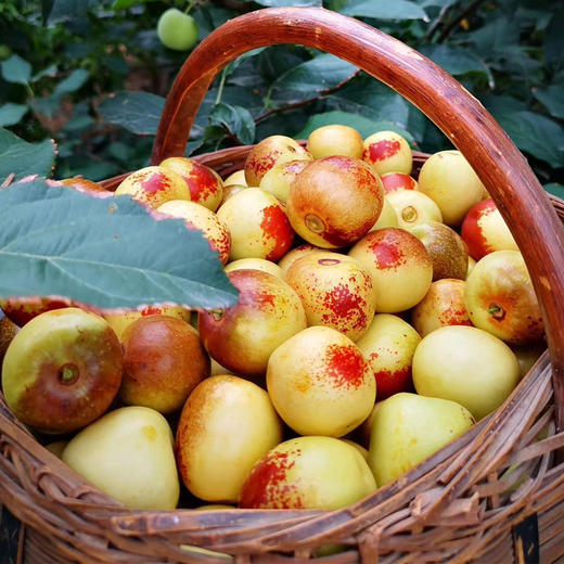 甜度可达30+·山西牛奶冬枣   好吃的不像冬枣 商品图2