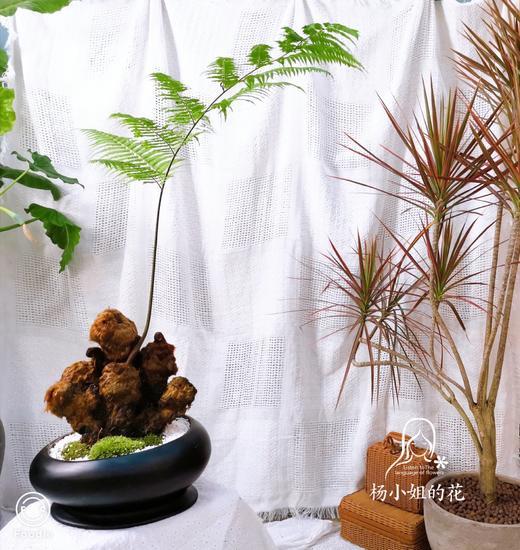 人工培育金毛蕨金毛蕨5盆装京东快递带叶发货