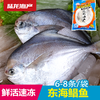 1986陆龙兄弟750g东海冷冻鲳鱼 商品缩略图0