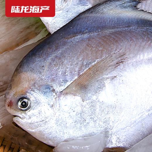 1999陆龙兄弟600g冷冻鲳鱼 商品图1