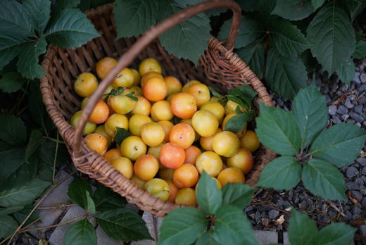 苏州西山水晶李子貌美醇香自然树上熟精细种植量少优质