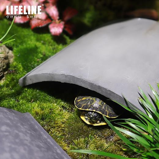 命脉乌龟爬虫加湿躲避屋黄缘龟爬台造景 商品图1
