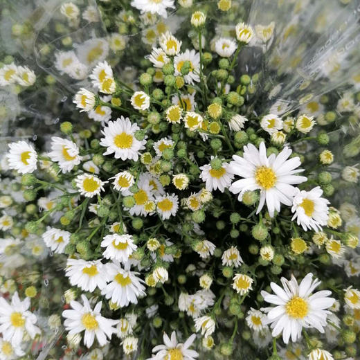 单瓣孔雀草白色