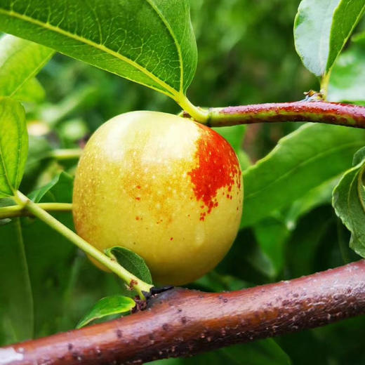 甜度可达30+·山西牛奶冬枣   好吃的不像冬枣 商品图0
