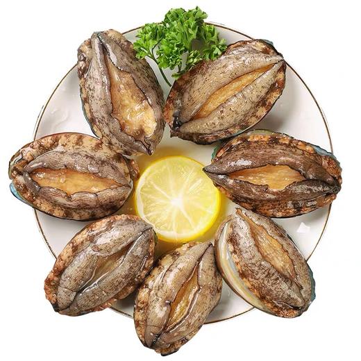 大连鲜活十头鲍鱼