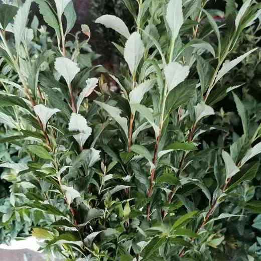 小手球叶 商品图1