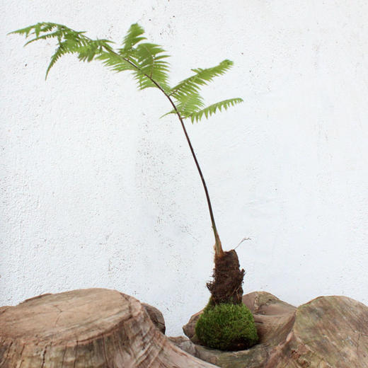 人工培育金毛蕨金毛蕨5盆装京东快递带叶发货