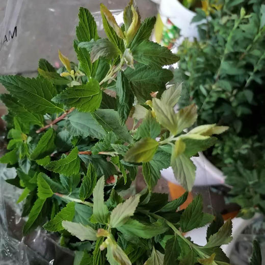 小手球叶 商品图0