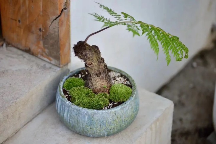 人工培育金毛蕨金毛蕨5盆装京东快递带叶发货