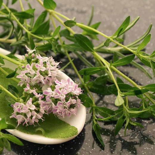 IAM趣味盆栽欧洲香草 新款DIY盆栽室内种植净化绿植 礼物文创 商品图2