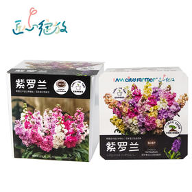 IAM趣味盆栽温室花紫罗兰/香雪球等 室内种植花束花语田园 礼物文创