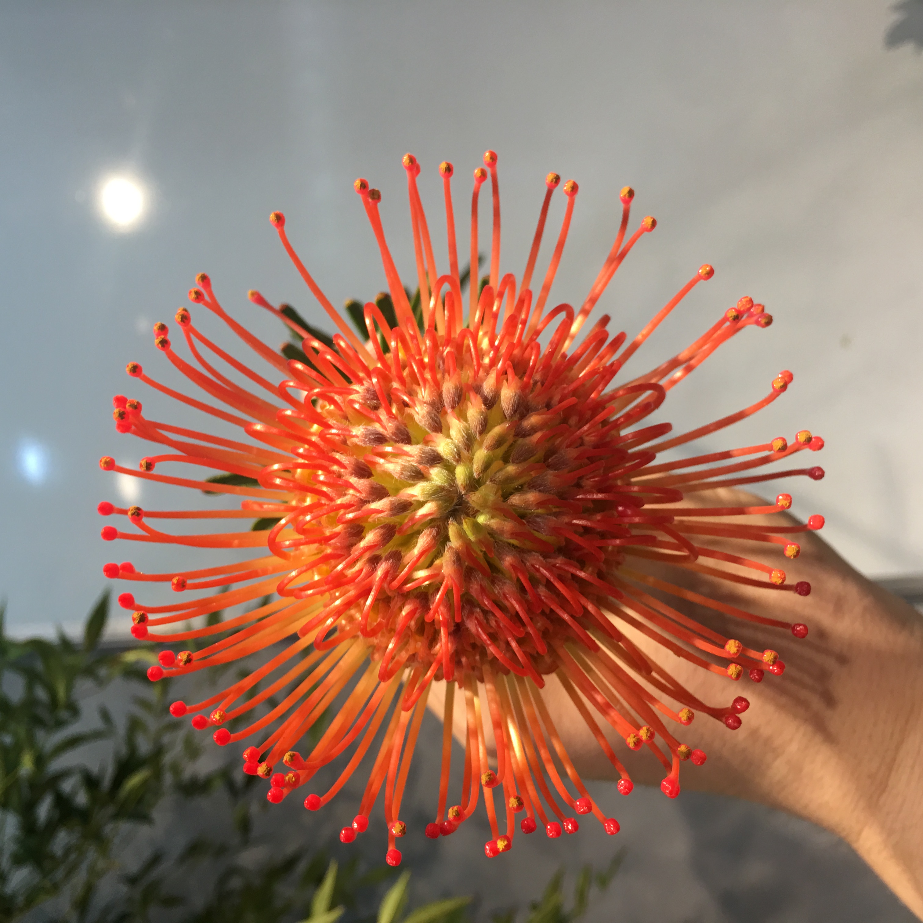 进口花-南非针垫-红色-1枝/扎