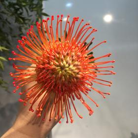 进口花-南非针垫-红色-1枝/扎