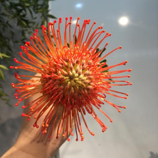 进口花-南非针垫-红色-1枝/扎 商品图0