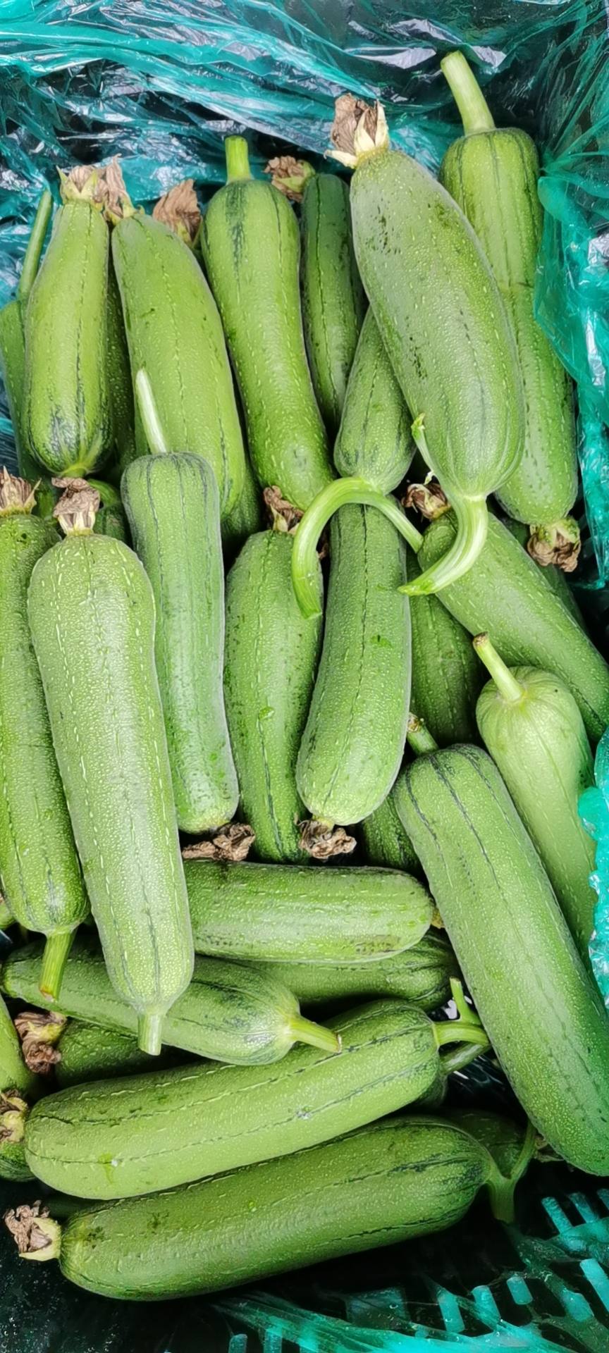 袁大娘当季农家香丝瓜2斤只元799元
