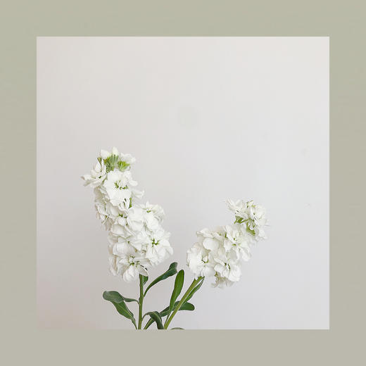 紫罗兰 商品图0