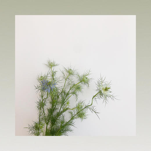 黑种草 商品图0