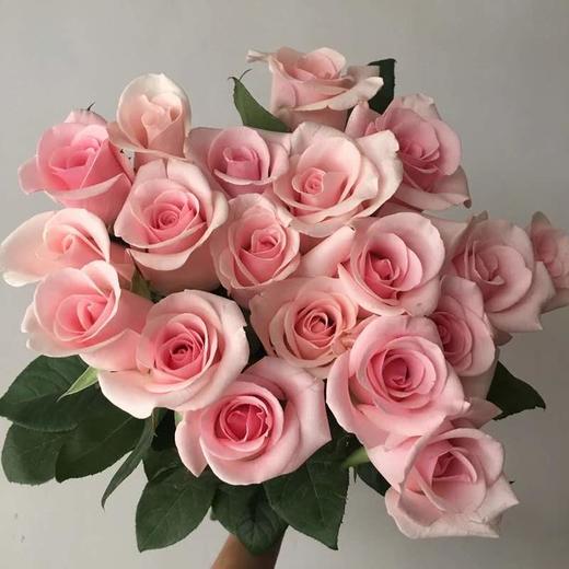 【读本鲜花】玫瑰·粉佳人35元20支